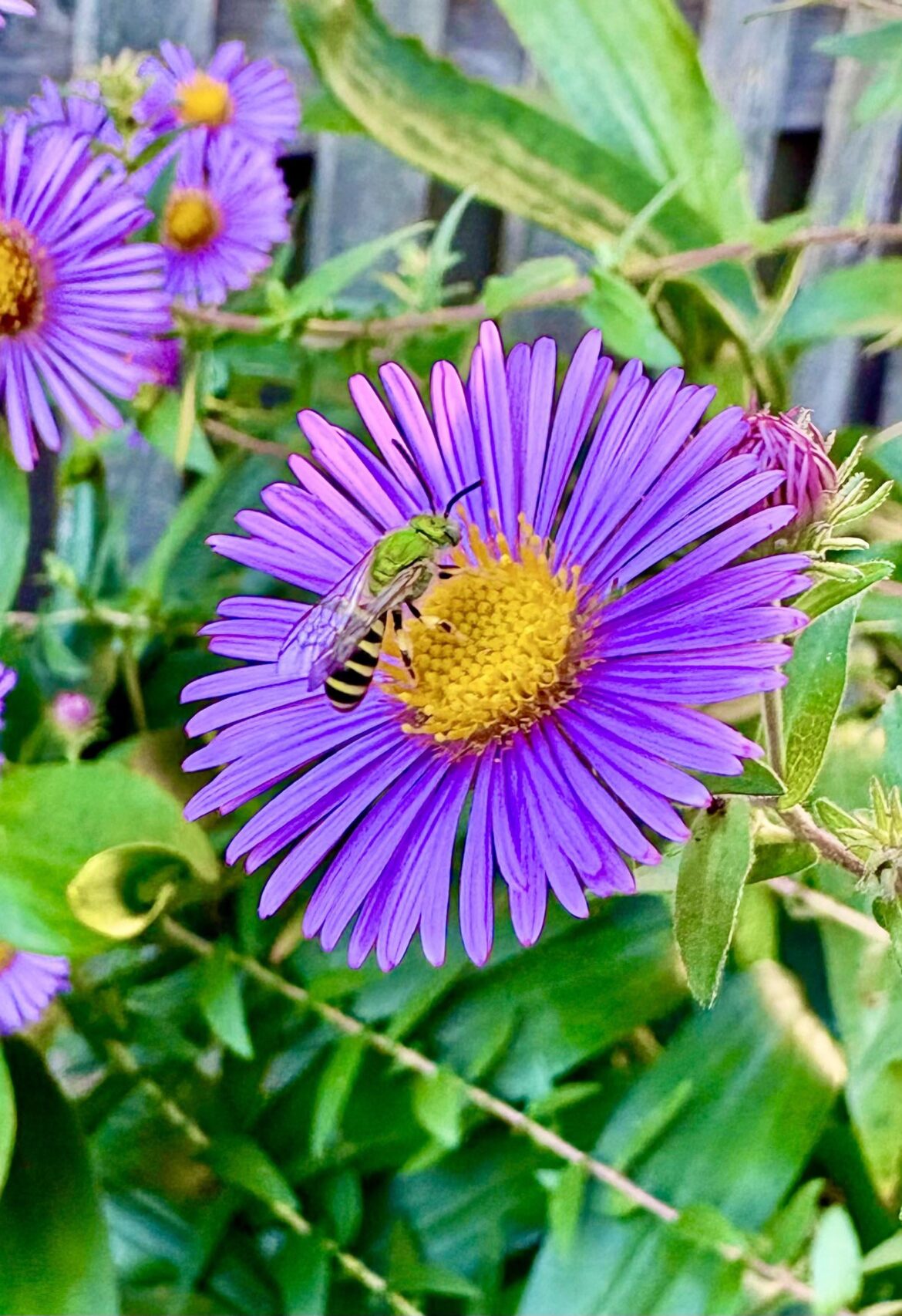 Green bee on my New England Aster in full bloom