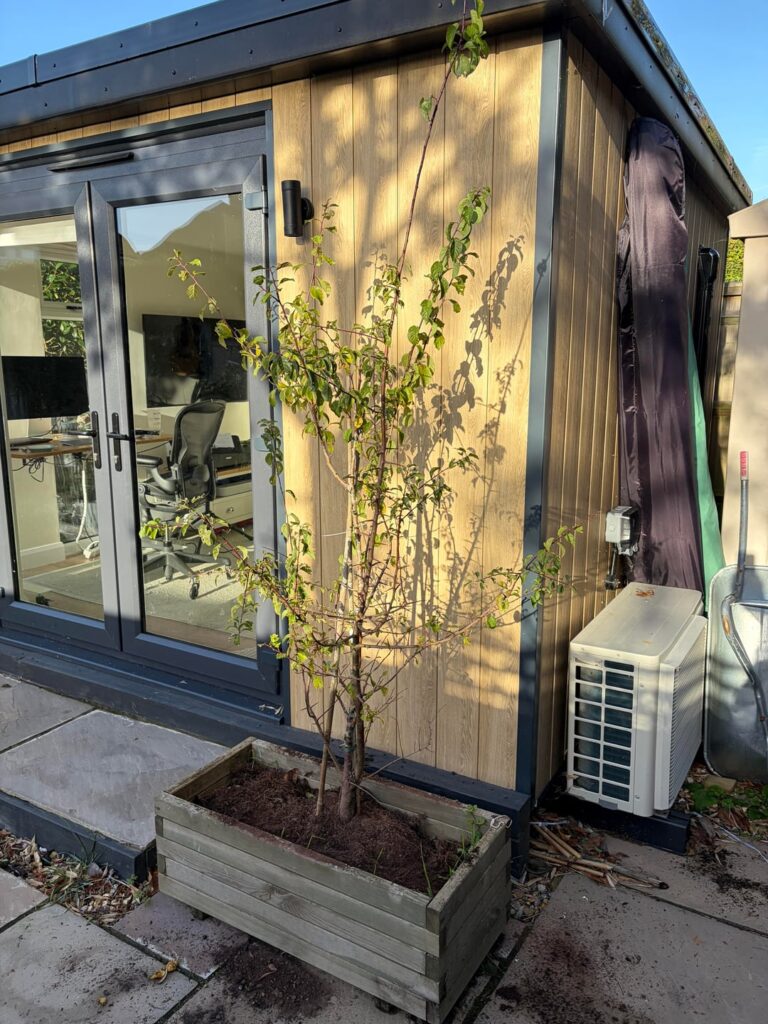 Greengage tree moved