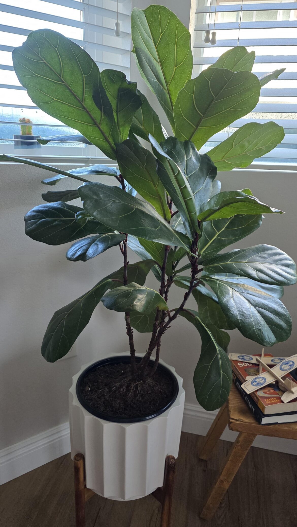 Fiddle leaf fig - drooping lower leaves?