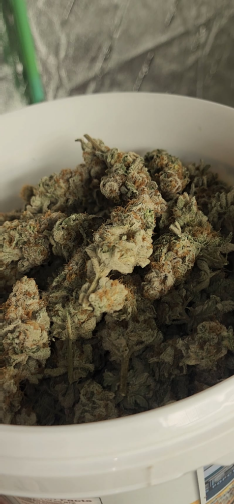 Kush Breath x Grape gas 4 = Glitter Bomb