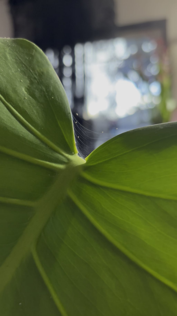 AWww BAby spiDers moVEd oN To My PlAnT!!!!!!!!!!!!!