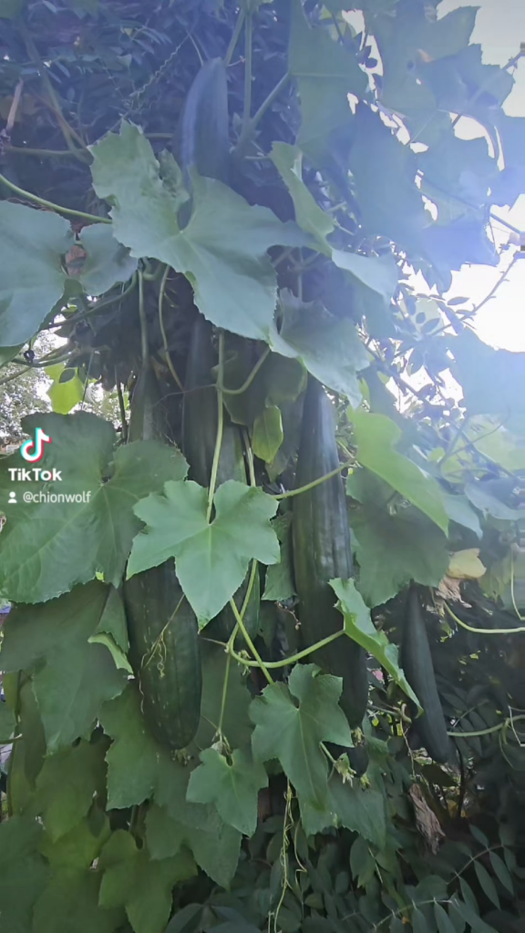 "GROW A SINGLE LUFFA PLANT" they said*