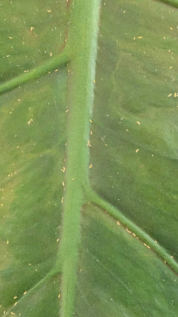 Are these thrips? (Please tell me they aren’t) Are these thrips? (Please tell me they aren't)