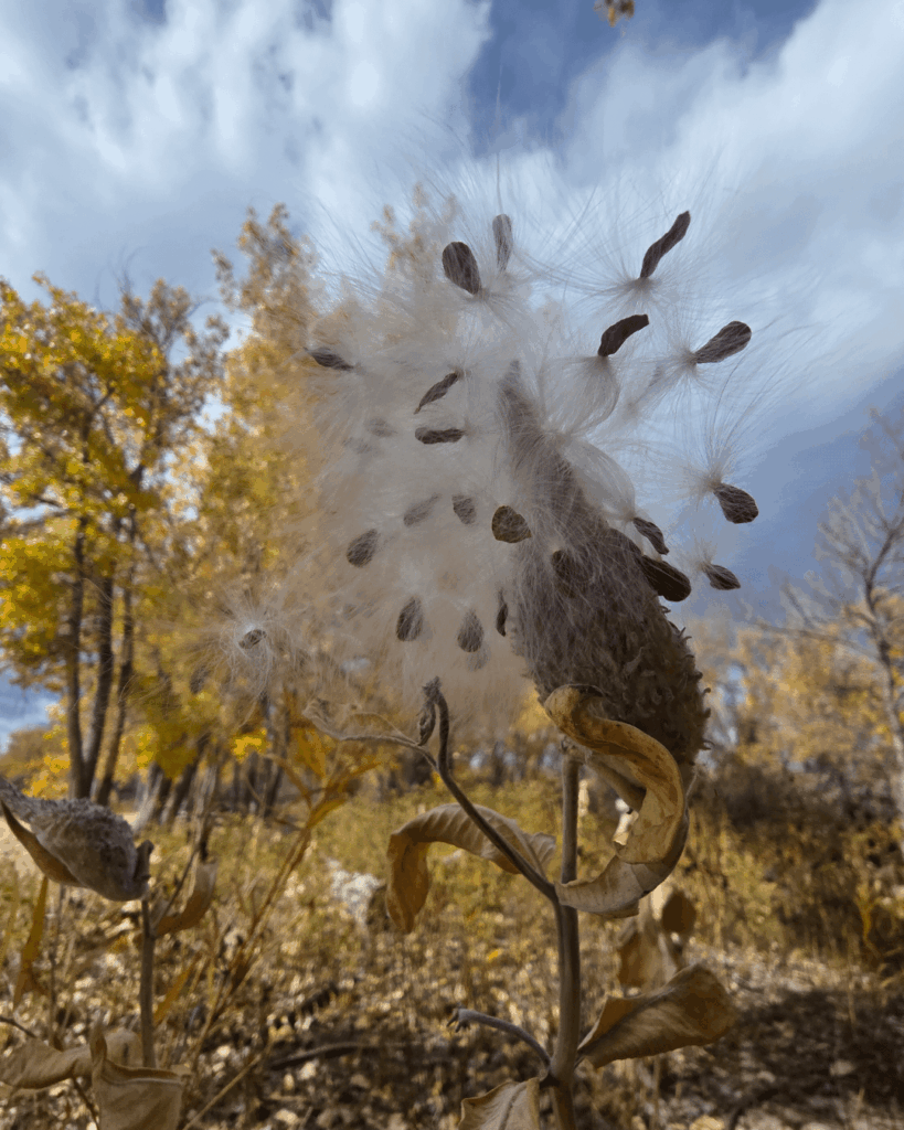 Asclepias speciosa (Showy Milkweed). A perfect fall day collecting pods for guerilla gardening 🌸🦋