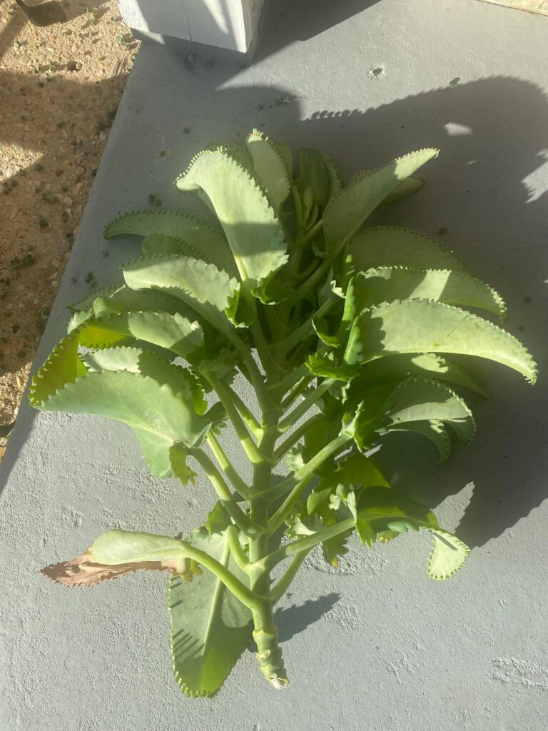 Mother of Thousands Snapped in Half