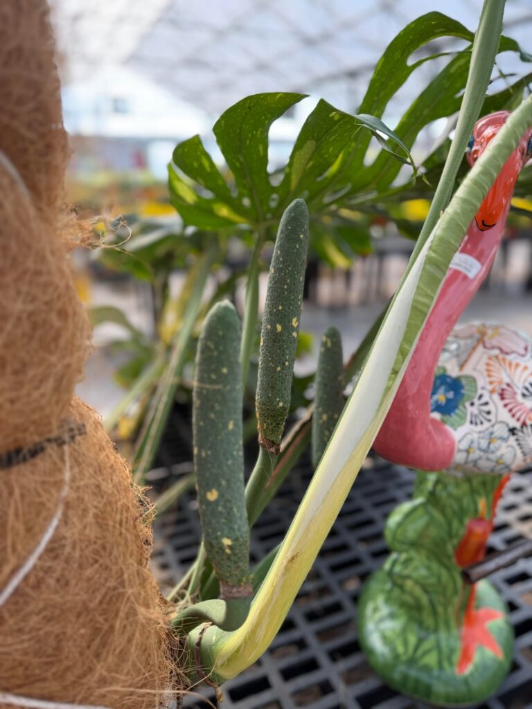 Fruiting Monstera Thai Constellation