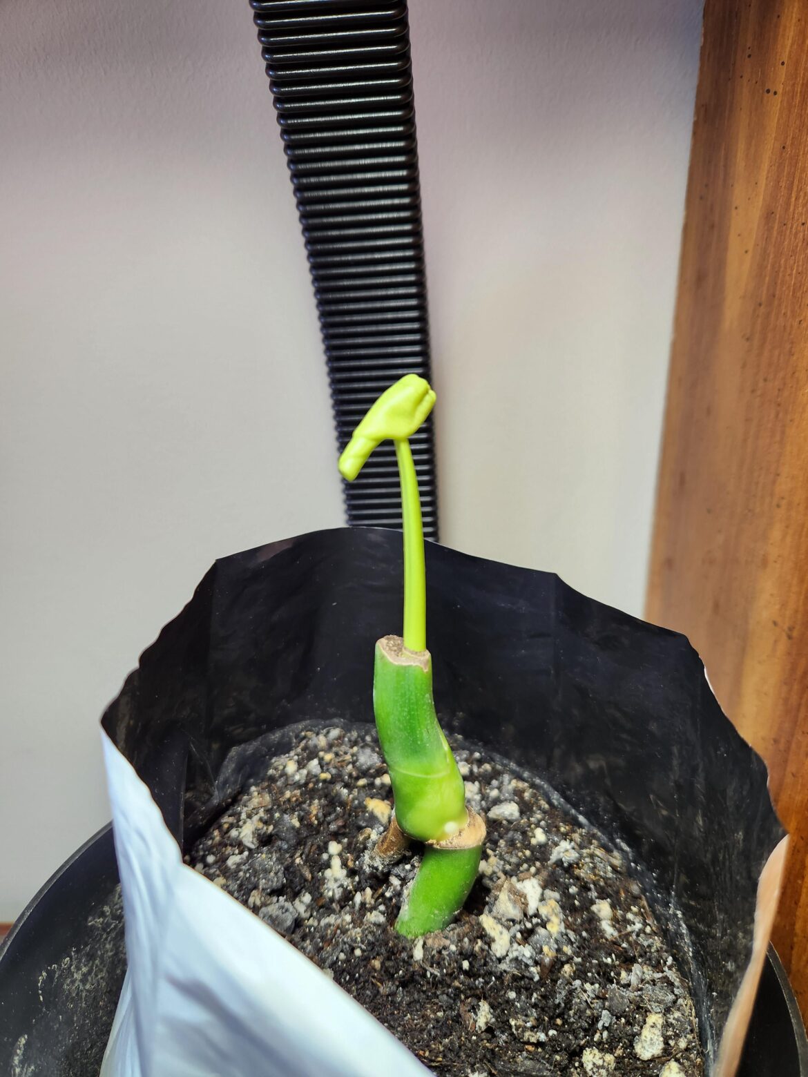 It is a monstera. If it makes it.