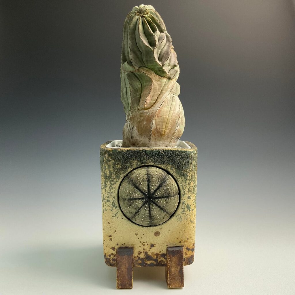 My new to me Euphorbia Obesa in a pot I made