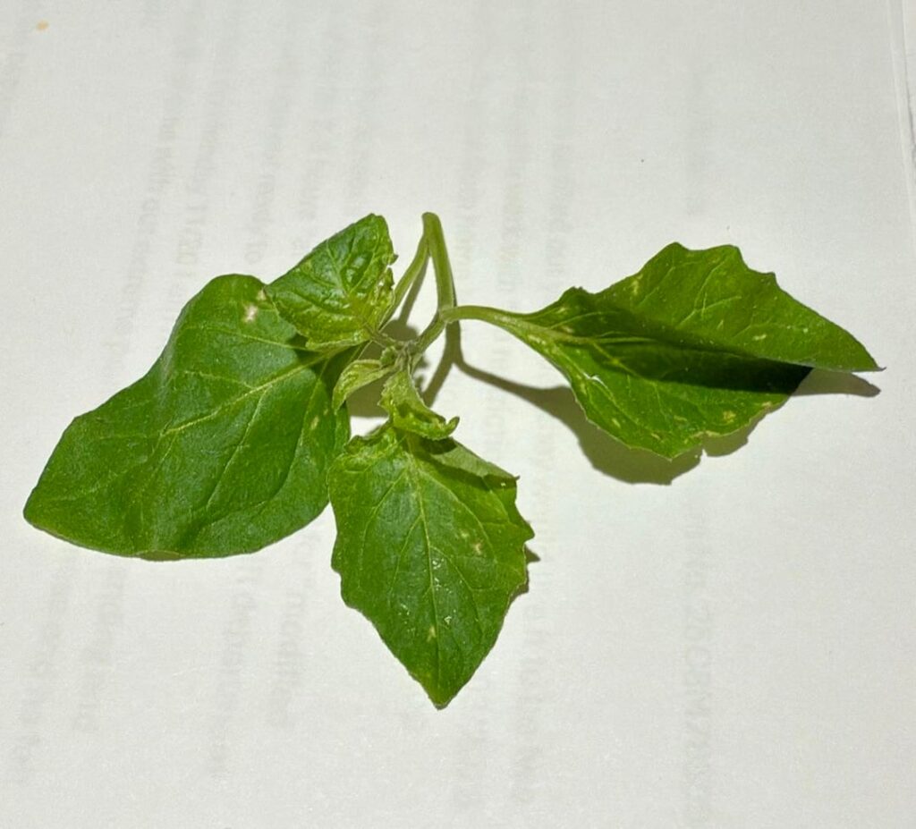 Found in salad box