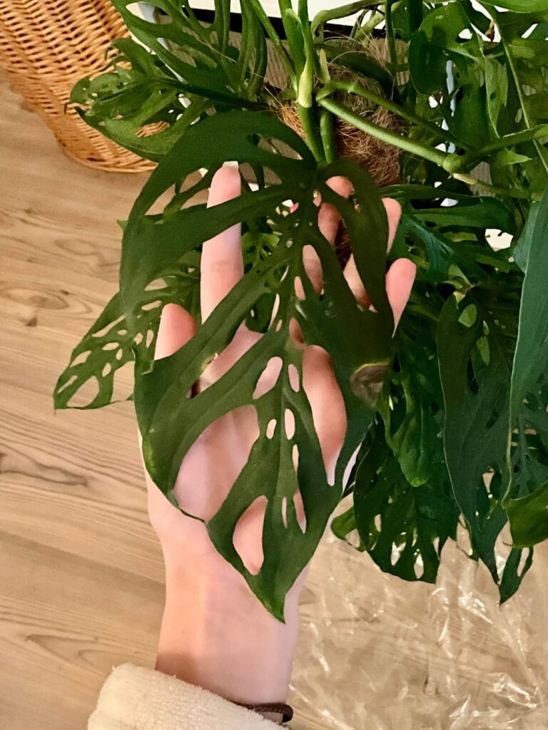 Monstera esqueleto ?