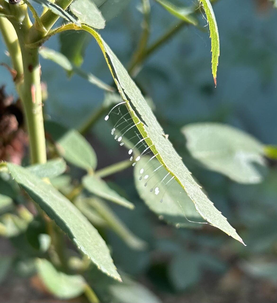 NW Austin - question