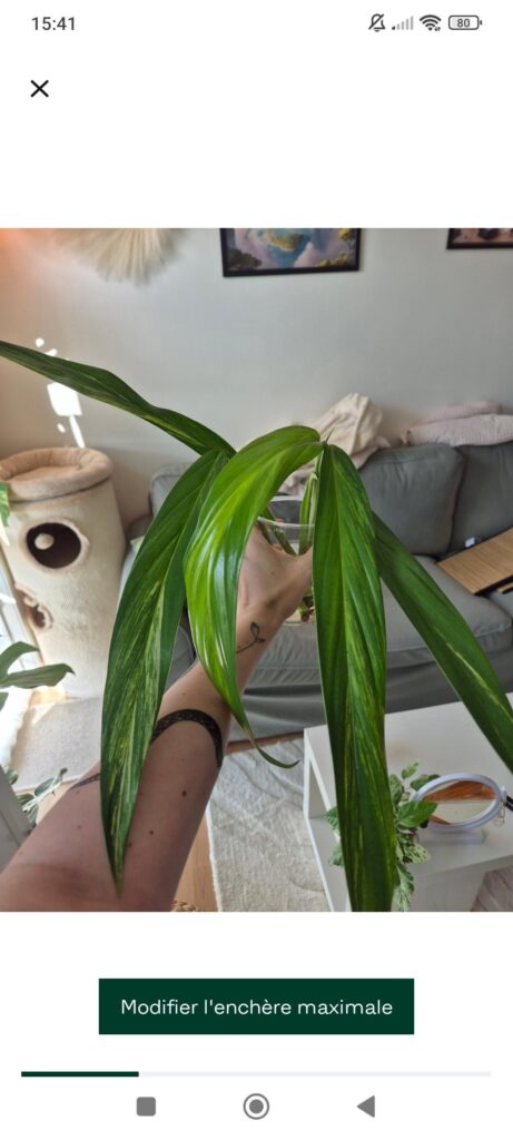 I discovered an auction app and lost control