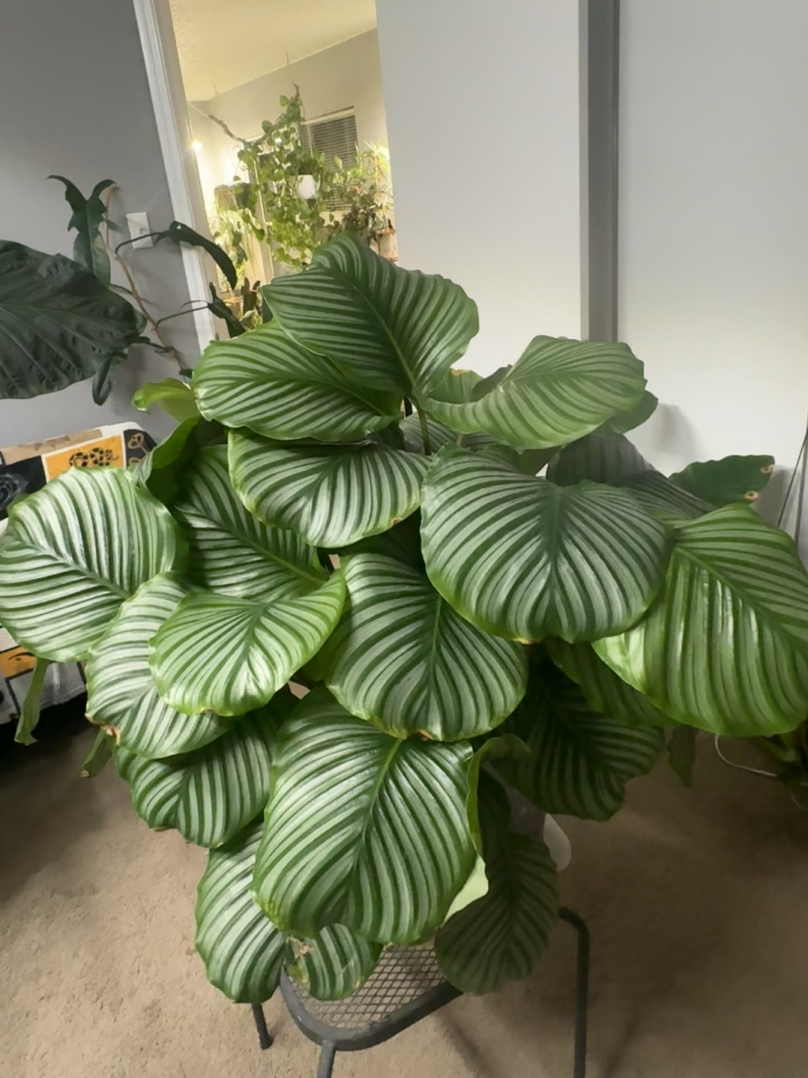 October update of my Calathea… she’s still thriving. 🫶🏼🤩