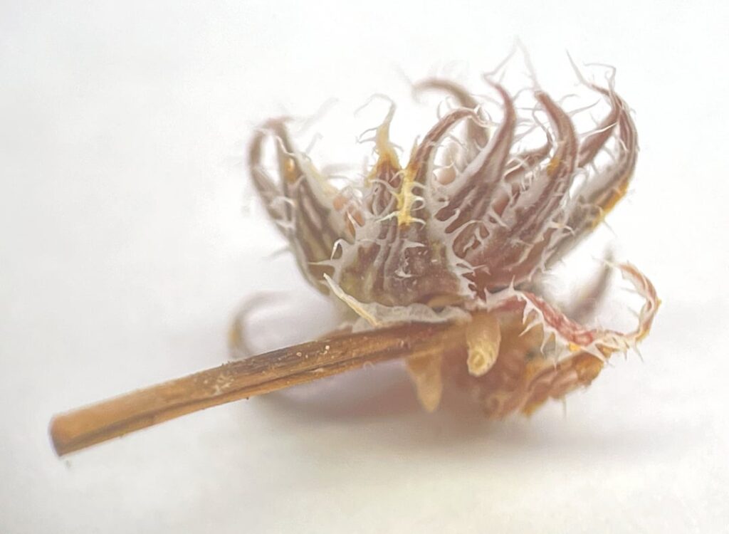 macro shot - keiki/bulbil putting out cutie little roots