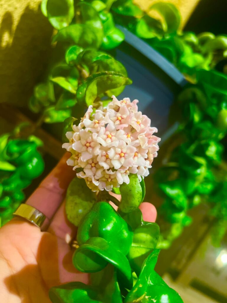 My first hoya blooming. My first hoya blooming.