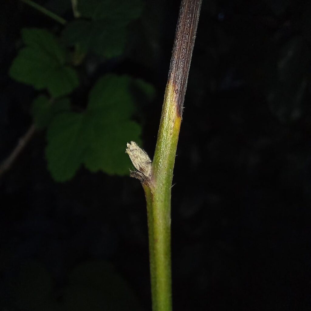 Blackberry turning dark and not leafing out