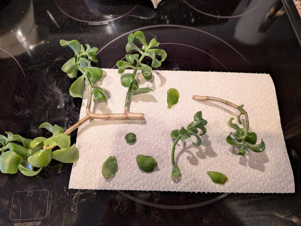Sigh, my new kitten did this