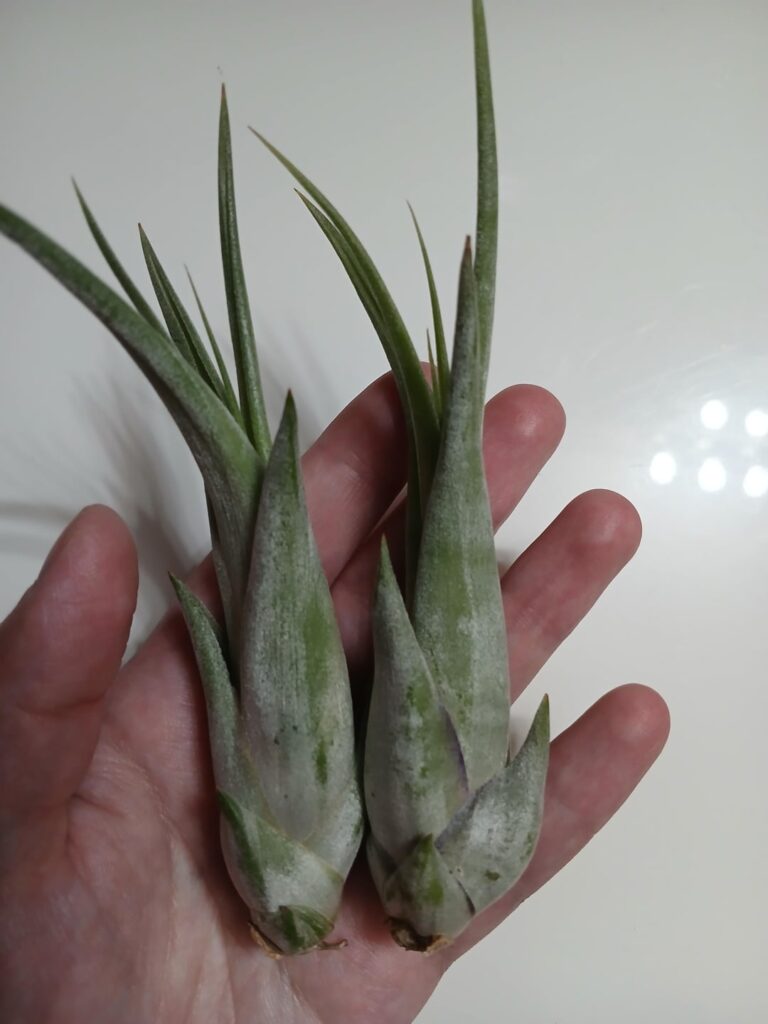 ID Request! Please help! Do you guys think these are Seleriana or Capute Medusae?