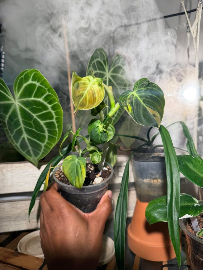 This variegated melanochrysum is growing so deformed 😩 This variegated melanochrysum is growing so deformed 😩