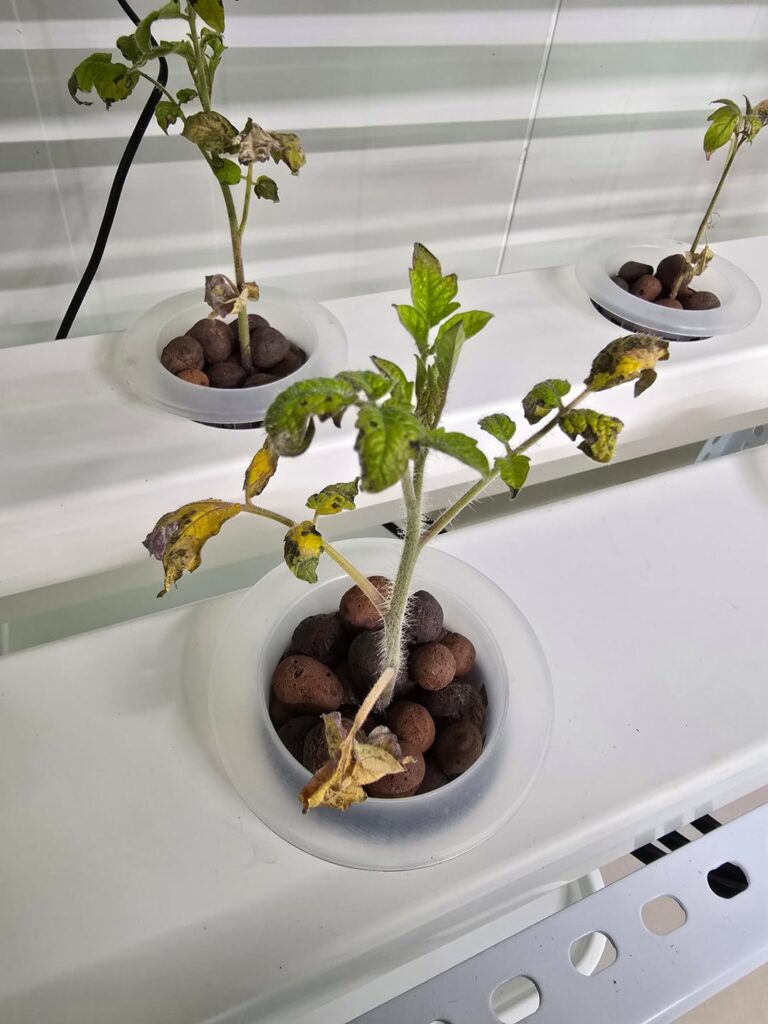 Need help with tomatoes NFT