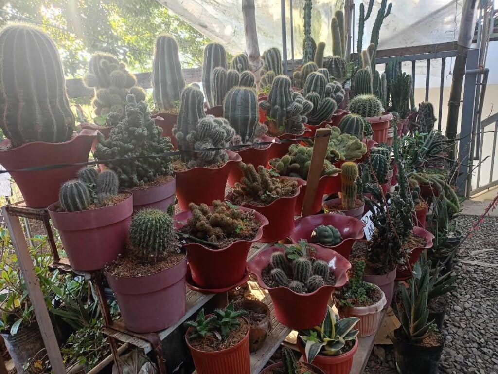 Didn’t realize how many I had until I tried watering them all.