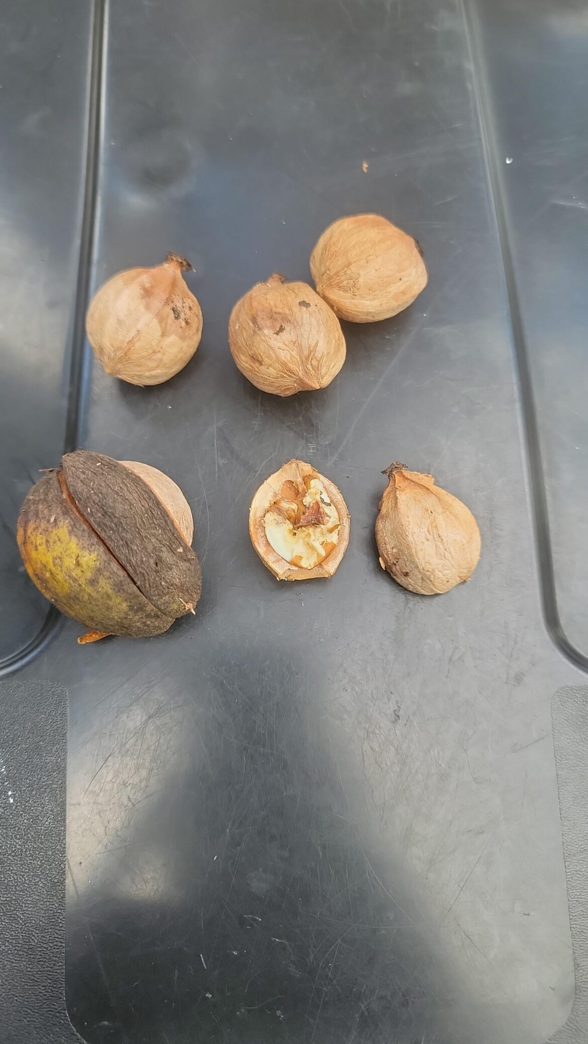 What are these nuts from a tree?
