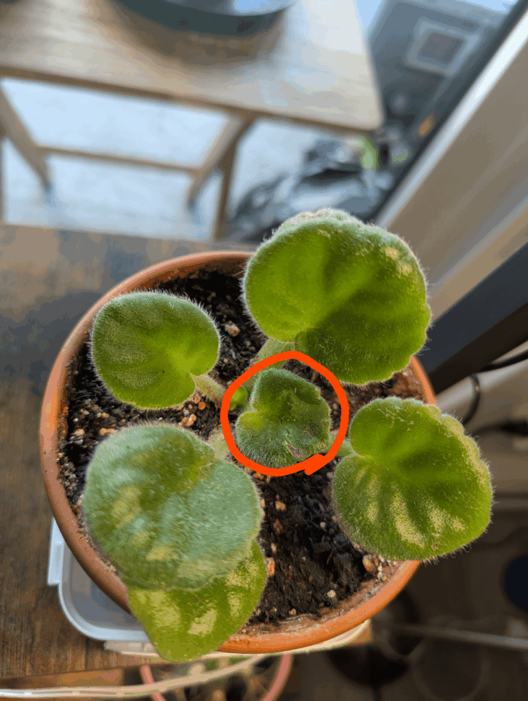 My African Violet has a weird patch on it’s leave My African Violet has a weird patch on it's leave
