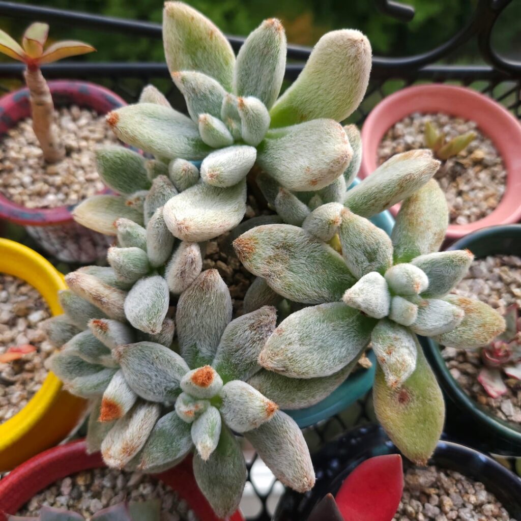 Echeveria leucotricha 'Frosty'