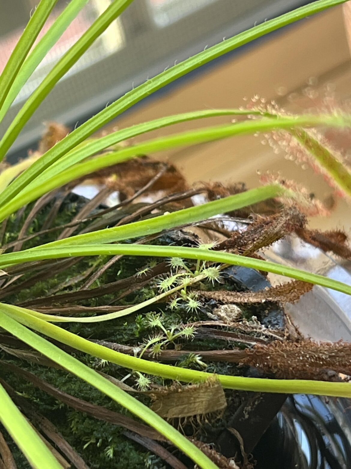 Babies! Babies!