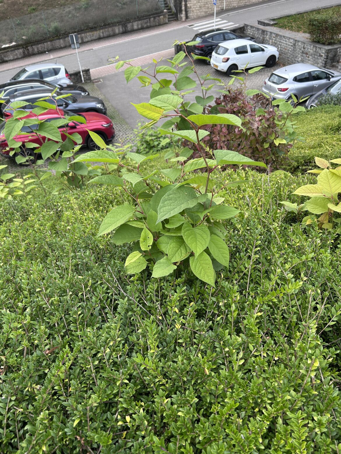 Is this what I think it is
