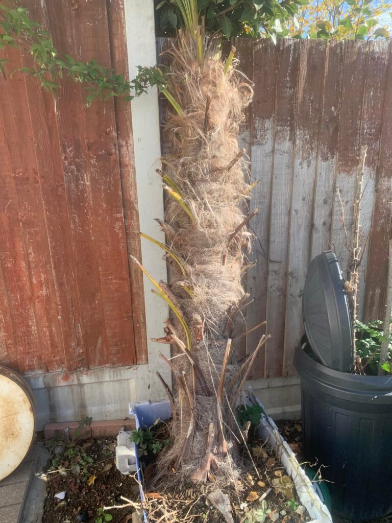Is this Palm Tree okay?