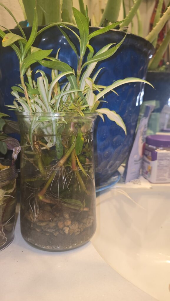 Would this be considered a jarranium or….? Would this be considered a jarranium or....?