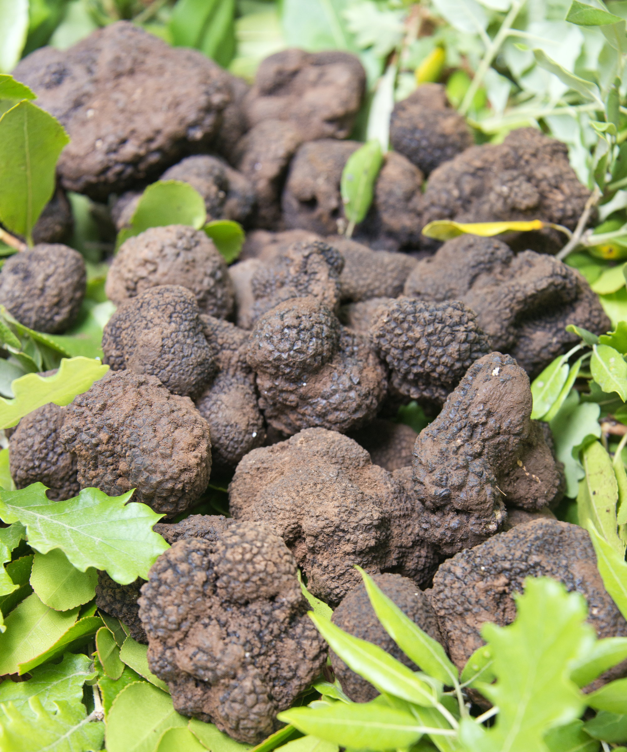 Black truffles sitting on a collection of green leaves