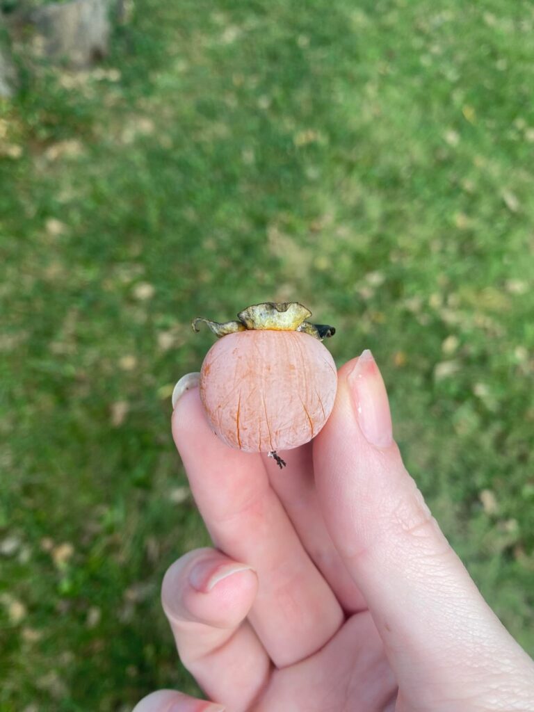 What is this tree that's dropping these fruits in my yard!