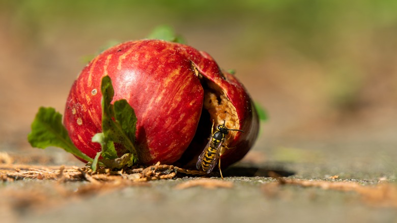 Wasp eating cracked apple fallen on ground