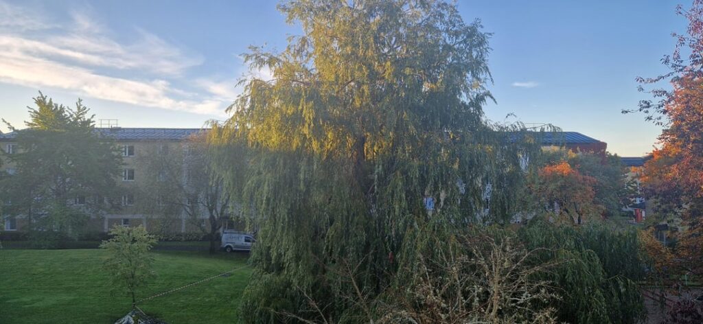 Will this willow recover?