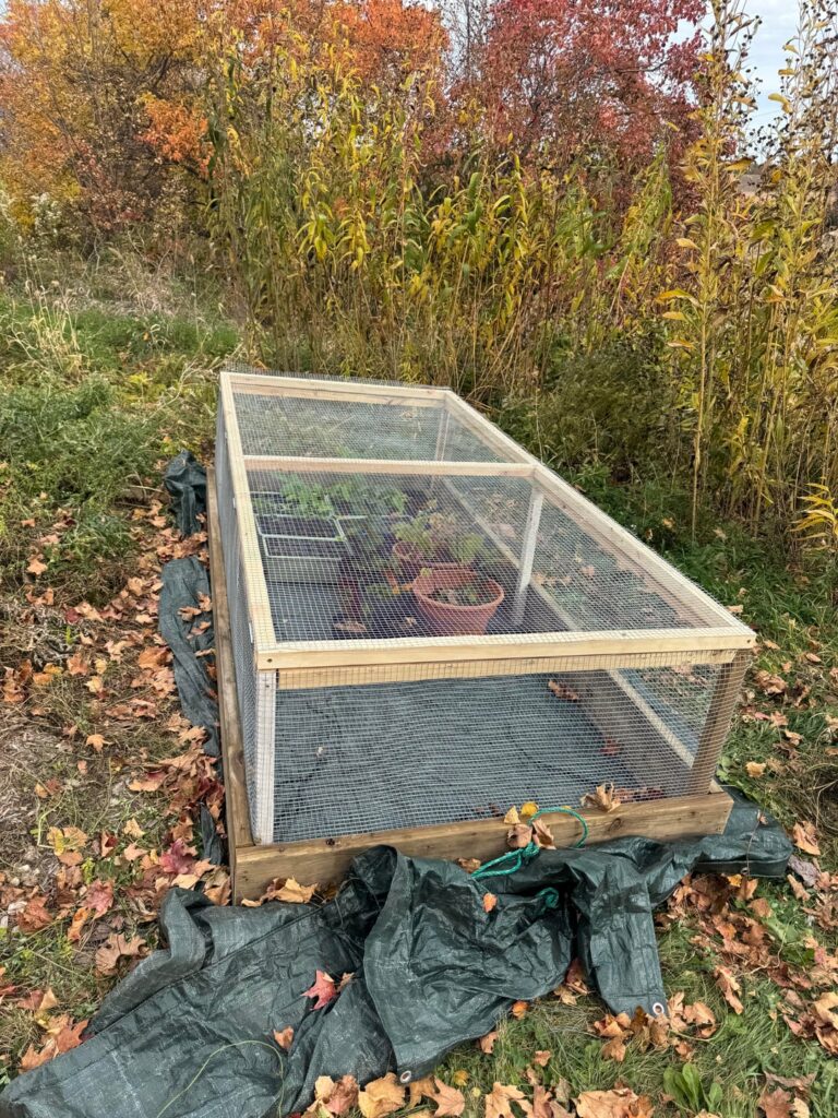 Seed Stratification Box 2.0