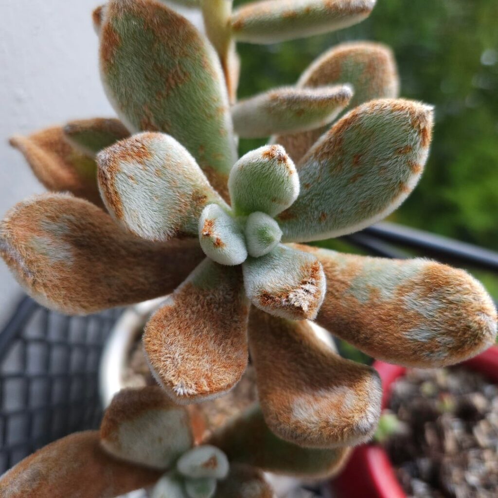 Echeveria leucotricha [Echeveria leucotricha Purpus, 1914]