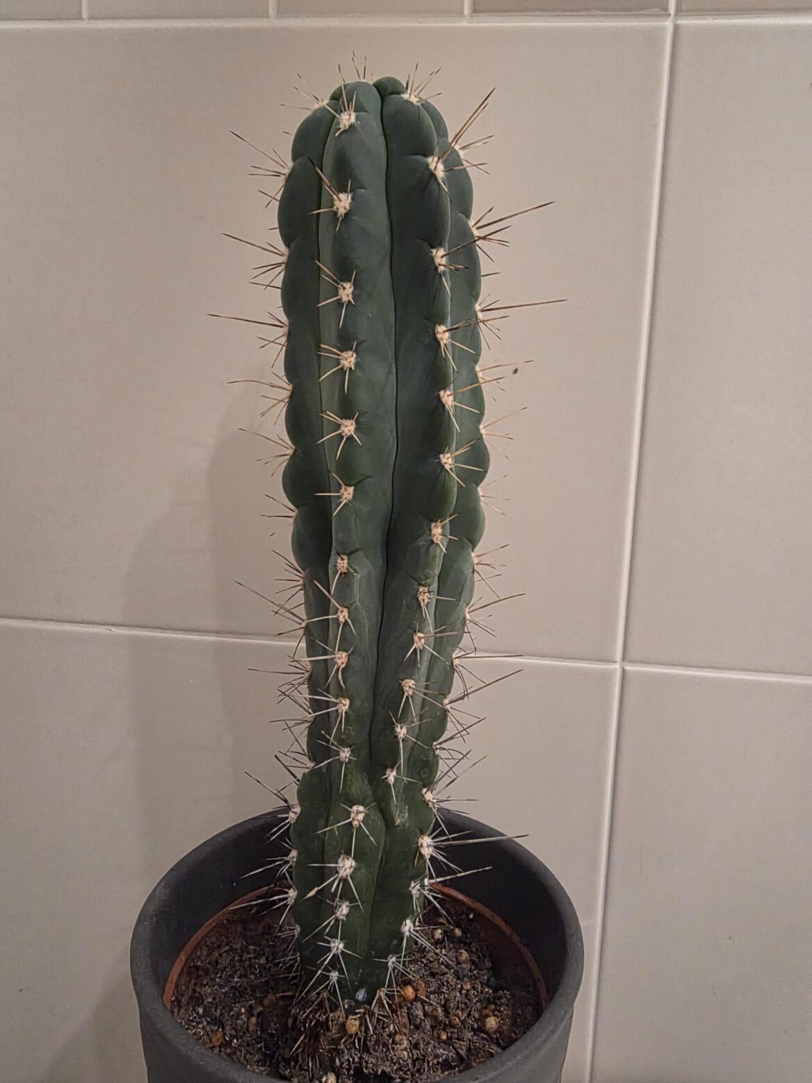 I grew this from seed?