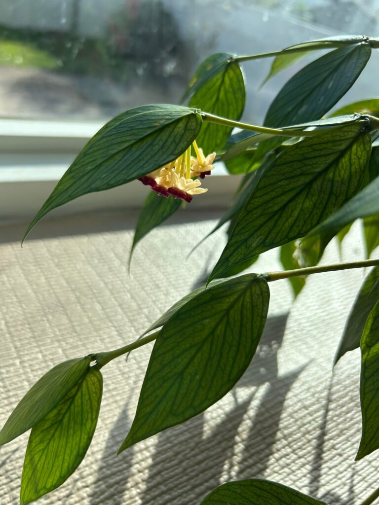 Hoya polyneura bloomed for the first time!