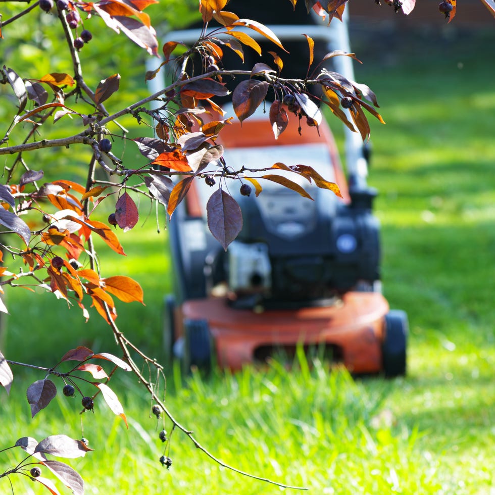 autumn season, lawn mowing in the garden
