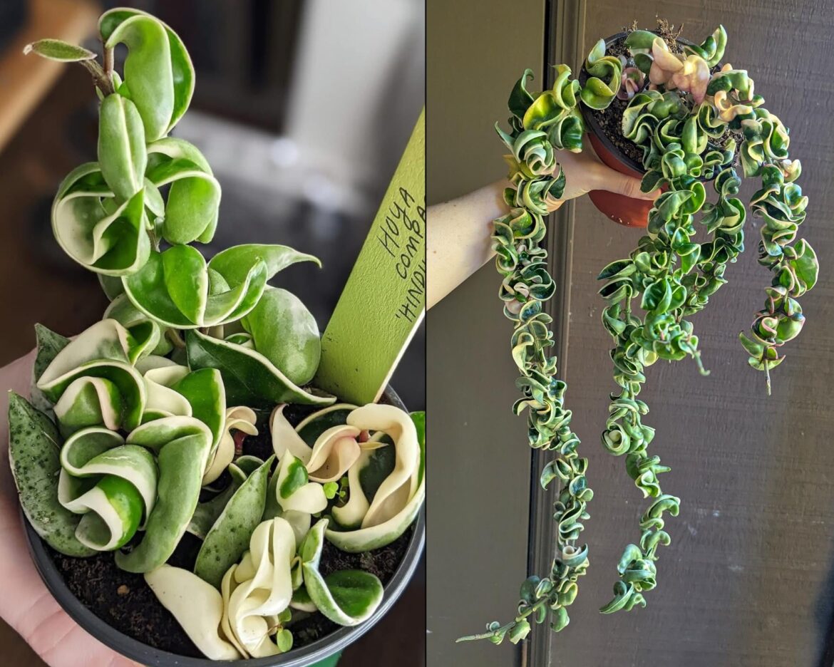 Today marks 3 years of growth for my variegated carnosa compacta. ☺️