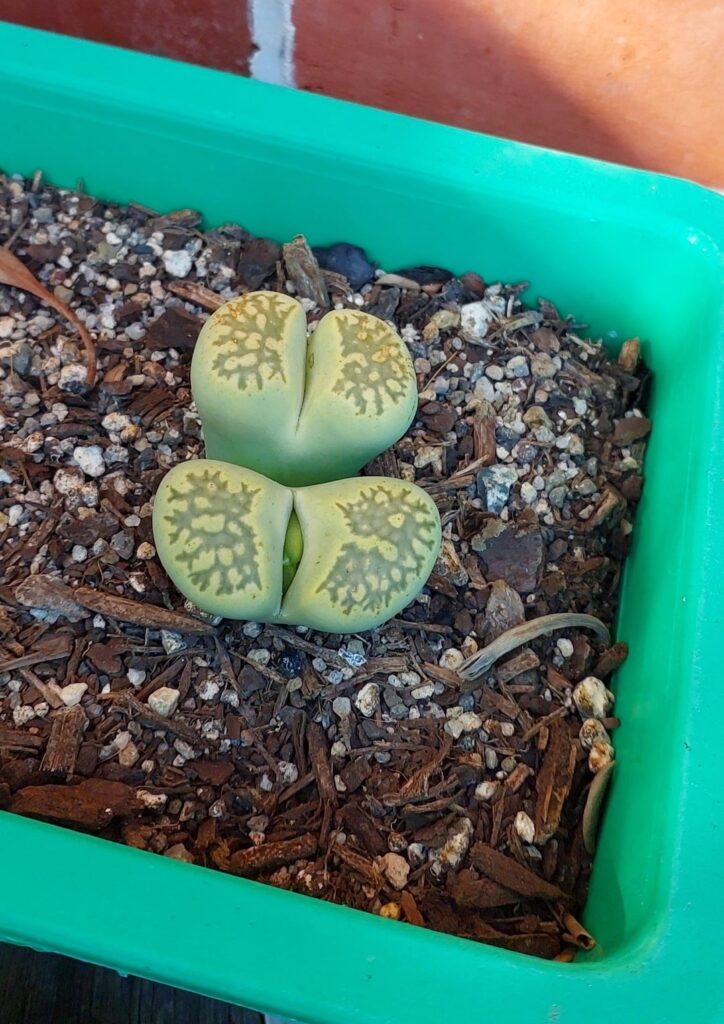While the rest divide wasn't sure if this one was dividing or just flowering late. Turns out it's both
