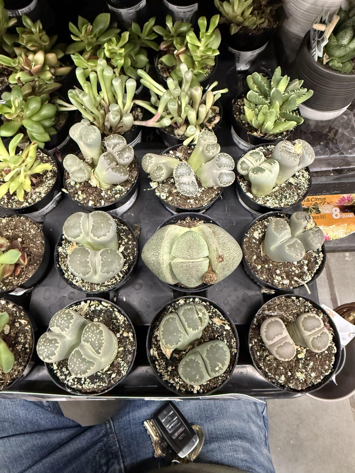Home Depot lithops