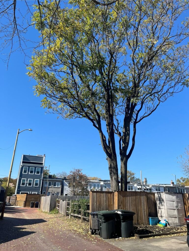 Advice on removing tree of heaven Advice on removing tree of heaven