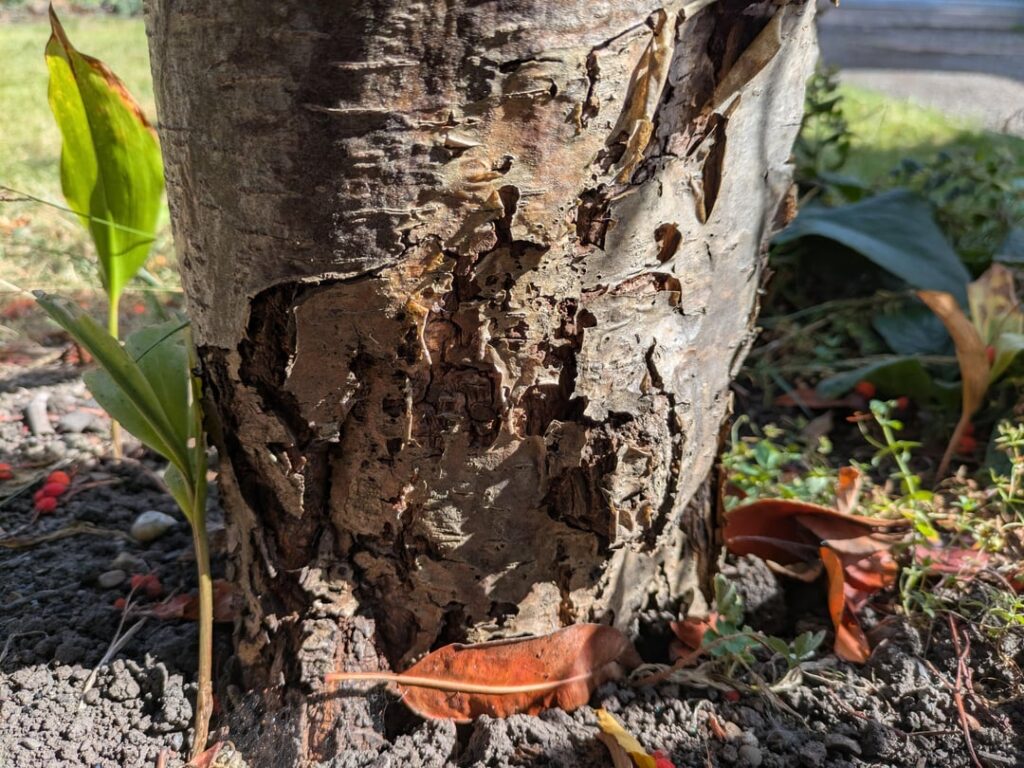 What's happening to this tree?