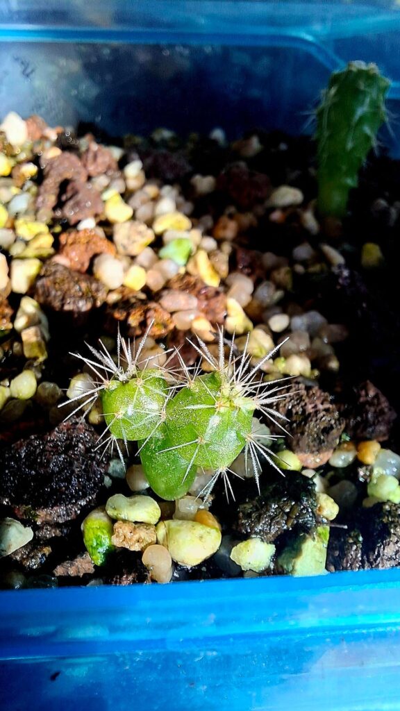 Which RootStock would you recommend for this dicot?