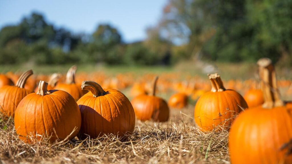 Garden Smart: Don’t trash your pumpkins Garden Smart: Don’t trash your pumpkins