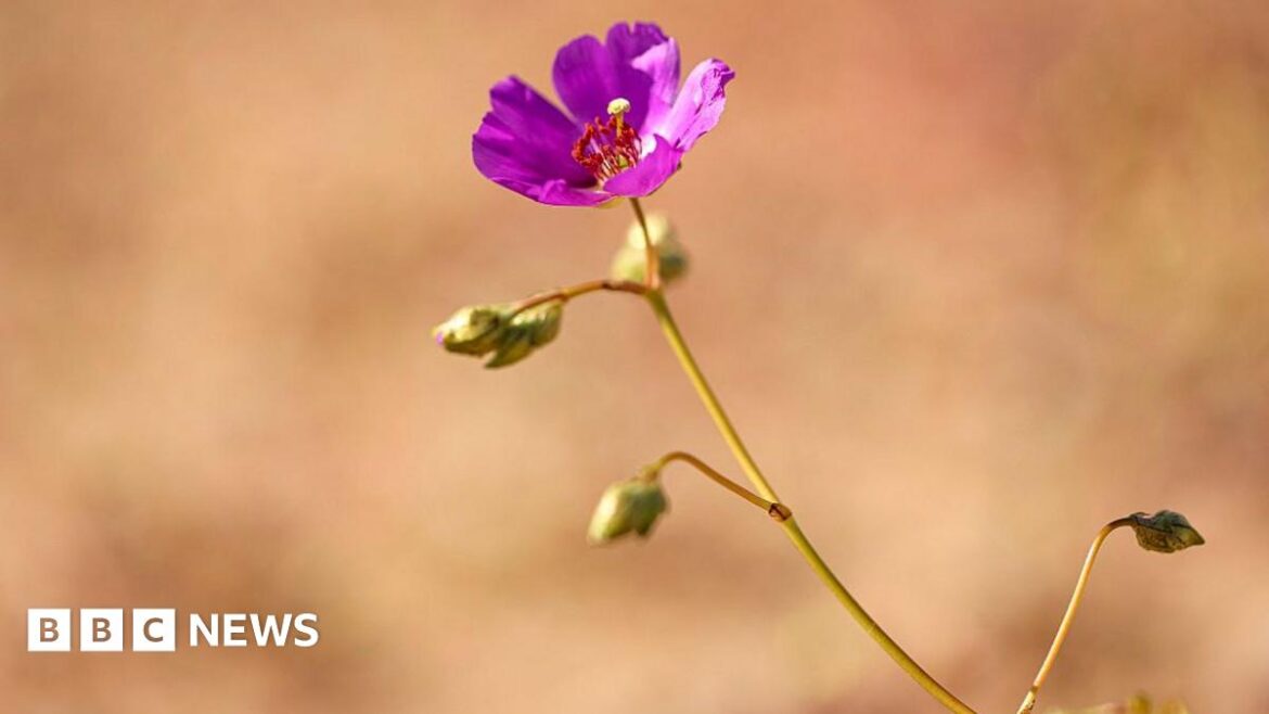 Single purple flower bathed in sunlight