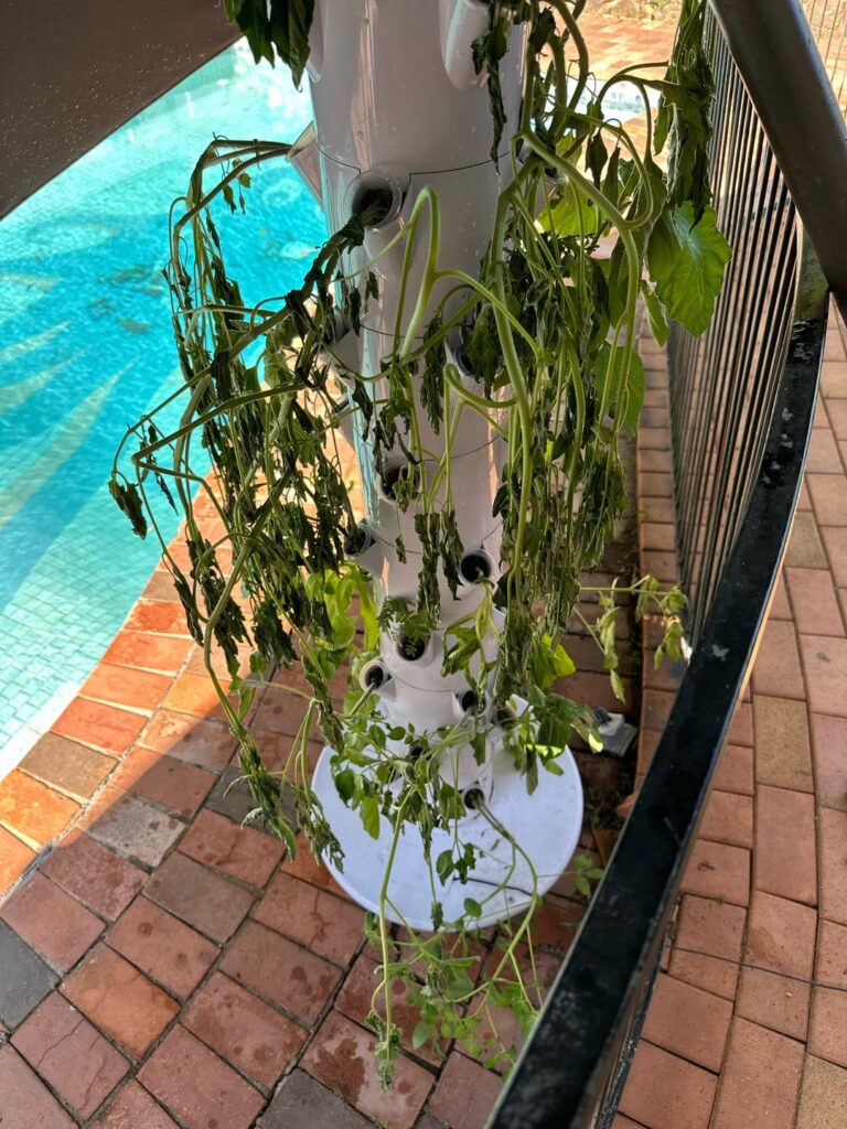 Came home power must of cut and my plants look like this